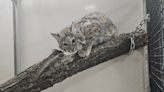 Zoo break: Baby bobcat escapes from Michigan City's Washington Park Zoo