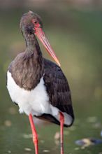 BLACK STORK – STORKS IN MOTION