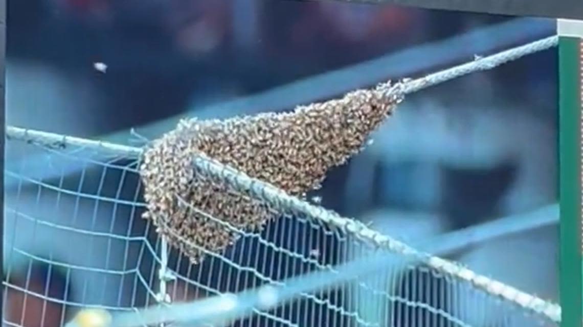 MLBee delay: Bee colony near home plate delays D-backs, Dodgers game
