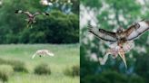 Photographer Captures Incredible Battle Between Hawk and Owl