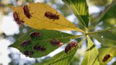 Screaming cicadas are coming back in "once in a lifetime" event