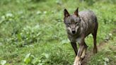 La justicia europea veta la caza del lobo hasta que su estado de conservación sea favorable