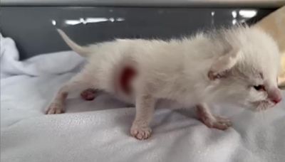 Humane Society of Tacoma helping kitten with ‘mysterious’ wound