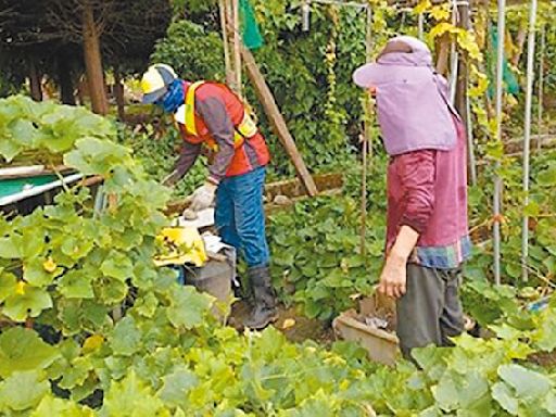 高雄鳳山 爆入夏首波登革熱群聚 - 地方新聞