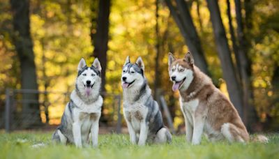 Huskies Create Spooktacular Symphony While Howling for Halloween Decoration