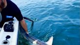 How close have you been to a shark? This Tiverton man caught one off Newport