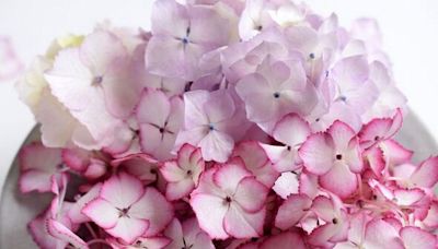 Three tips to stop hydrangeas drooping and extend their life