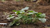 Master Gardener: Methods to control squash bugs and squash vine borers
