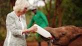 Camilla bottle-feeds orphaned baby elephants at Kenya sanctuary