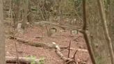 ‘It’s just a shame:’ Abandoned cemetery in southeast Atlanta draws complaints from residents