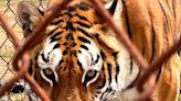 Salvan a tres tigres en el centro de México que sufrieron maltrato en refugio