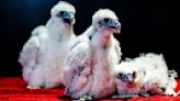 Capitol peregrine falcon chicks banded; naming contest begins