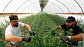 Editorial: California’s cannabis regulator is failing the legal marijuana market