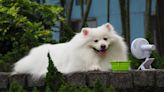 12 Best Pet Stocks to Buy Now