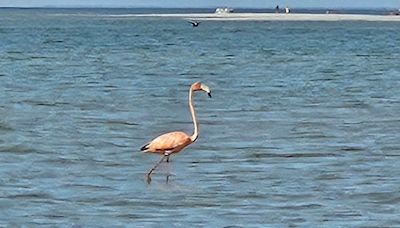 A flamingo on Cape Cod? Reported sighting in Dennis wows birders