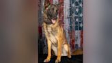 Funeral procession held for K-9 killed during foot pursuit; search for suspect ongoing