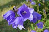 Campanula