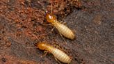 American cities face mass termite invasion, scientists warn