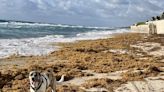 Another record blob of sargassum measured in Central Atlantic Ocean. Will it reach Florida?