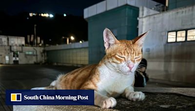 Hong Kong man, 37, arrested on suspicion of animal cruelty after cat abuse post