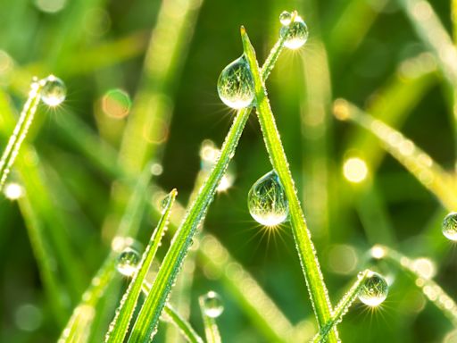 2024白露節氣養生法！抗「秋燥」多吃木耳、水梨，白露養生2茶飲+3穴道助潤肺 | BAZAAR