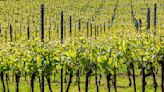 CITY WHISPERS: French fizz eyeing swoop on British sparkling vines