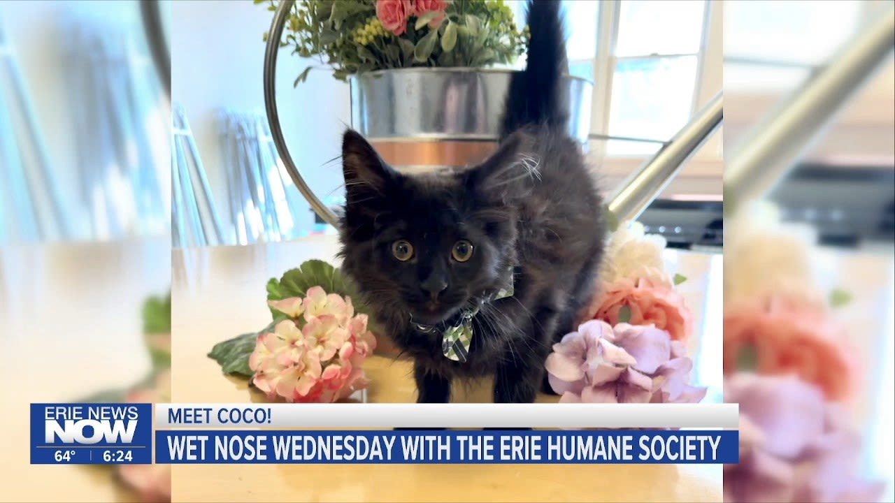 Meet Coco: Wet Nose Wednesday with the Erie Humane Society