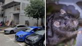 Frequent rat sightings reported at Ubi Avenue 1, Giant says working with town council to implement 'sustainable action' after viral video