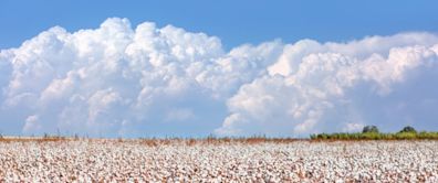 Trust Protocol cotton grower enrolment up 35% in 2024