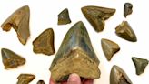 Shark tooth enamel suggests prehistoric great whites may have competed with giant megalodons for food