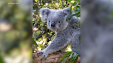 Brookfield Zoo Chicago welcomes koalas for first time in its 90-year history