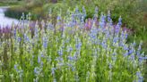 10 Striking Blue Plants to Add to Your Garden