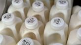 New tests confirm milk from flu-infected cows can make other animals sick — and raise questions about flash pasteurization