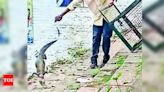 Forest Department Criticized for Handling of Rescued Crocodiles | Vadodara News - Times of India