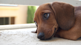 Dog Suffers the Ultimate Consequences After Scoffing Down Corn From the Kitchen Table