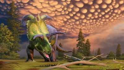 Nuevo dinosaurio con cuernos gigantes descubierto en Montana