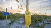 ‘Such high numbers.’ Sea turtles set new record on Anna Maria Island beaches