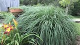 Ornamental grasses add movement to landscape