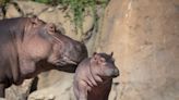 Cincinnati zookeeper gives updates on baby hippo Fritz, Fiona and family