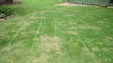 Don’t let brown patches take over your lawn this summer. Here’s what you’re doing wrong