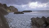 Thousands of tons of dead sardines wash ashore in northern Japan