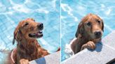 Owners put up fence to stop dog from jumping into pool, plan backfires