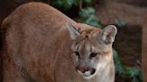 2 mountain lions struck, killed on San Diego roadways within 3 months