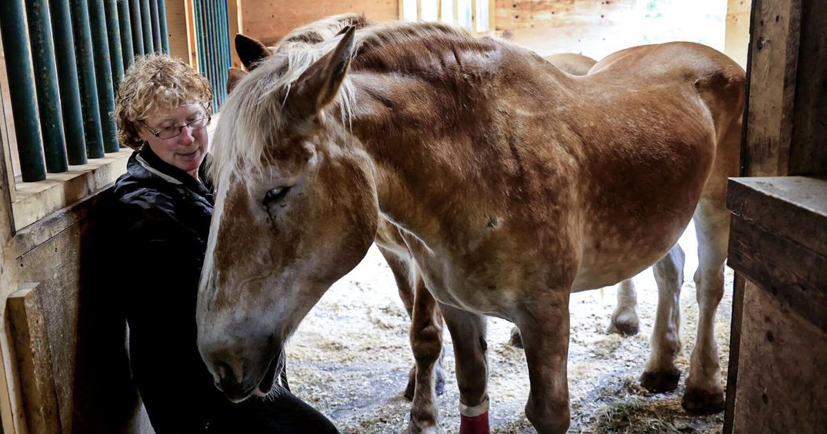 Blind horses arrive at Norton rescue farm