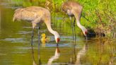 Sandhill Crane couple raises solitary gosling “Lucy”