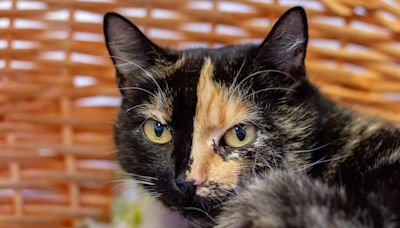 Rare Cat with Two-Toned Colored Face Looks Like a Hollywood Special Effect