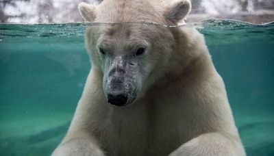 Baffin the polar bear dies by drowning after 'rough play' at Canada zoo