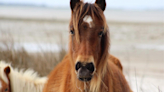 Cape Hatteras National Seashore seeks public input for horse management plan