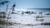 Hurricane Idalia wipes out sea turtle nests across Northwest Florida