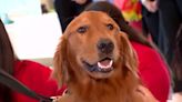 ...clocks in as newest therapy dog at Joe DiMaggio Children’s Hospital; Fort Lauderdale’s therapy dogs comfort community - WSVN 7News | Miami News, Weather, Sports...
